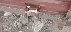 IMG-20221126-WA0290.jpg-1