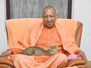 cm-yogi-cat