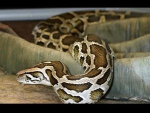 python_final_2017111_122914_01_11_2017