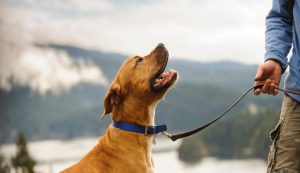 Prabhatkhabar_2021-05_a2a98280-0c73-42c2-81c0-8ad447f53d65_Trend_dogs