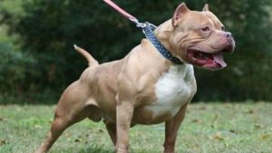 1280x720_1358165-pitbull-dog