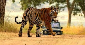 3339Ranipur-Tiger-Reserve