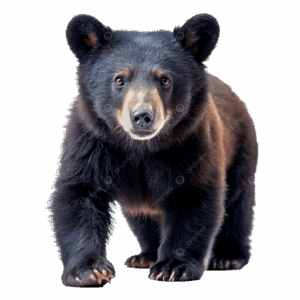 pngtree-a-nice-bear-picture-png-image_17664254