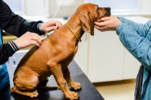 rhodesian-ridgeback-dog-puppy-second-260nw-1556692988